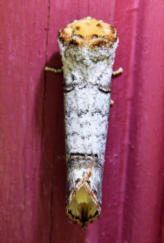 Phalera bucephala